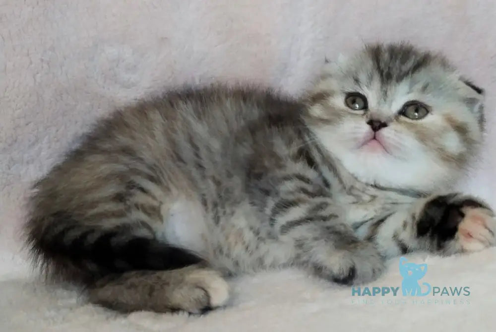 Illary Scottish Fold female black spotted tabby live animals