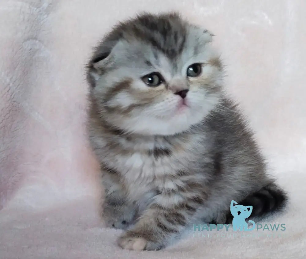 Illary Scottish Fold female black spotted tabby live animals