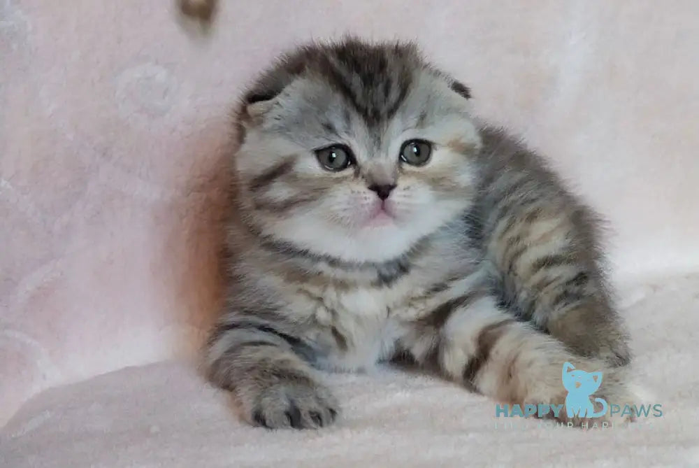 Illary Scottish Fold female black spotted tabby live animals