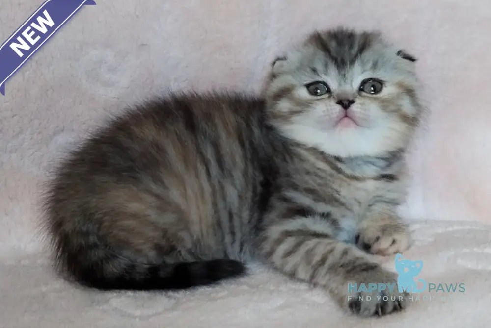 Illary Scottish Fold female black spotted tabby live animals