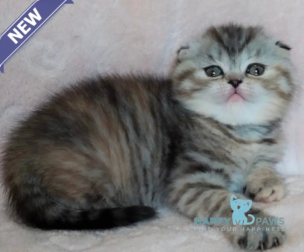 Illary Scottish Fold female black spotted tabby live animals