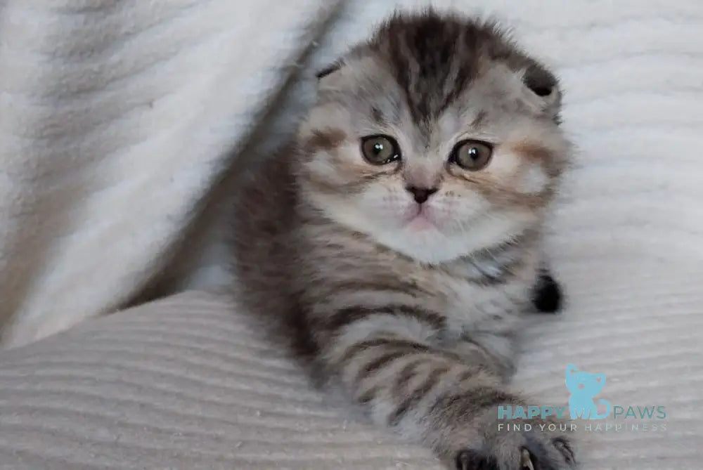Illary Scottish Fold female black spotted tabby live animals