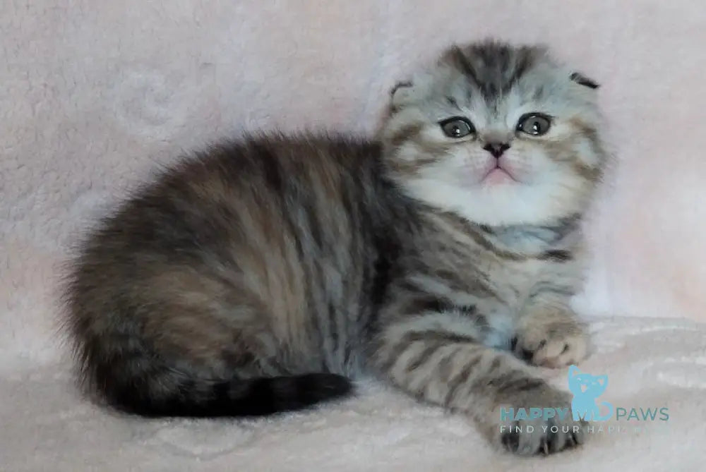 Illary Scottish Fold female black spotted tabby live animals