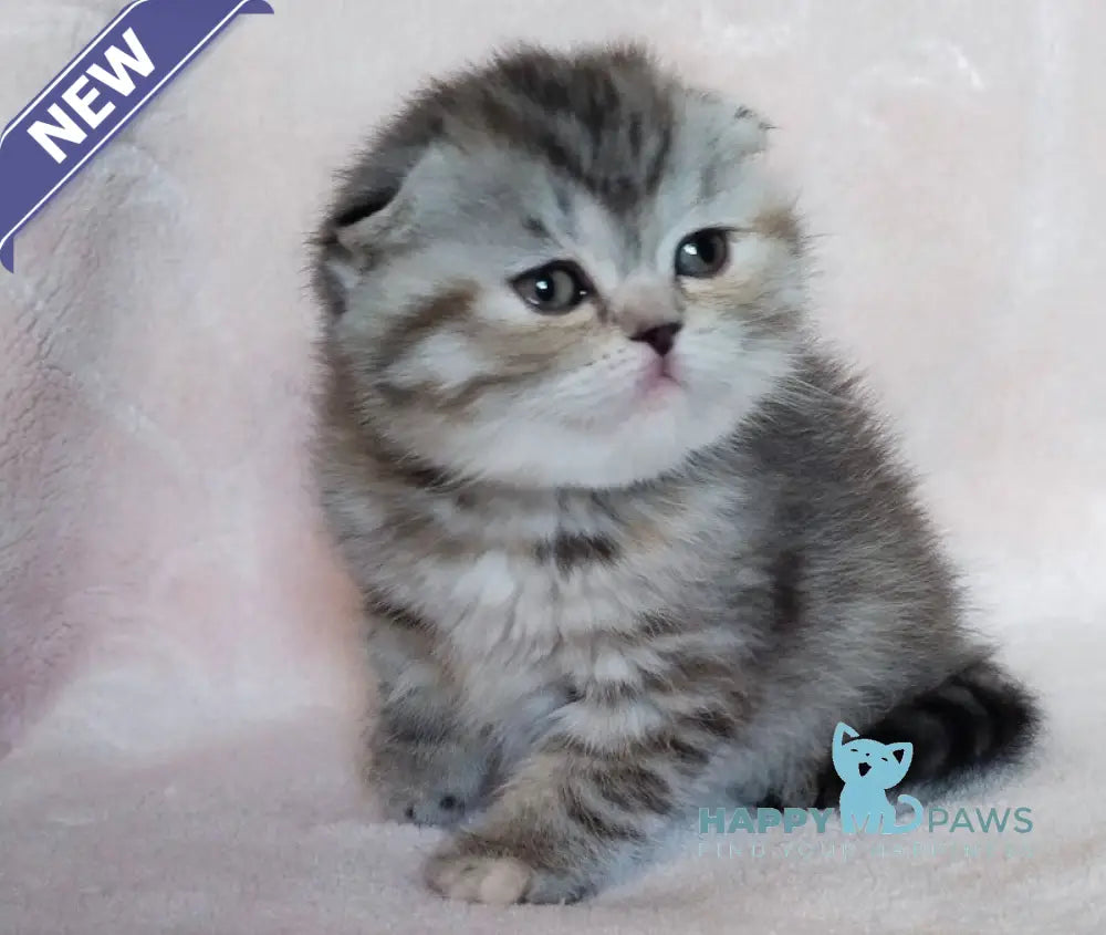 Illary Scottish Fold female black spotted tabby live animals
