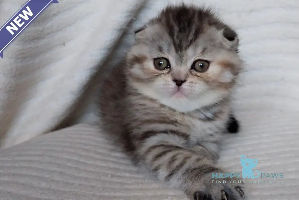 Illary Scottish Fold female black spotted tabby live animals