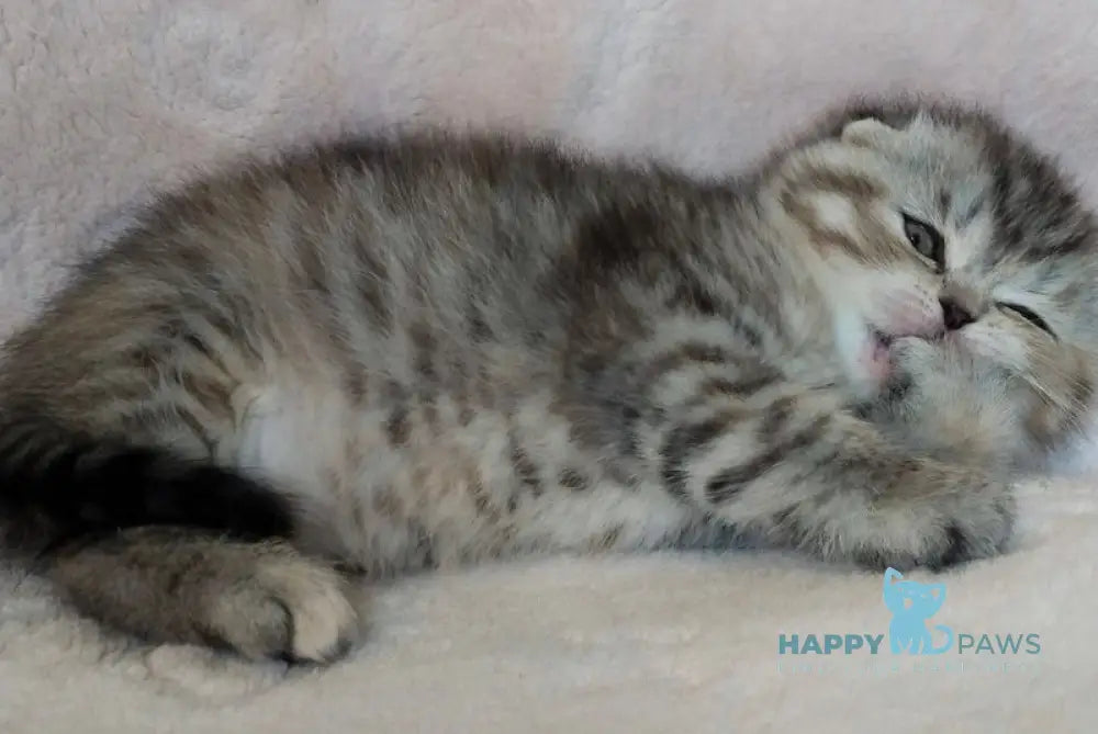 Illary Scottish Fold female black spotted tabby live animals