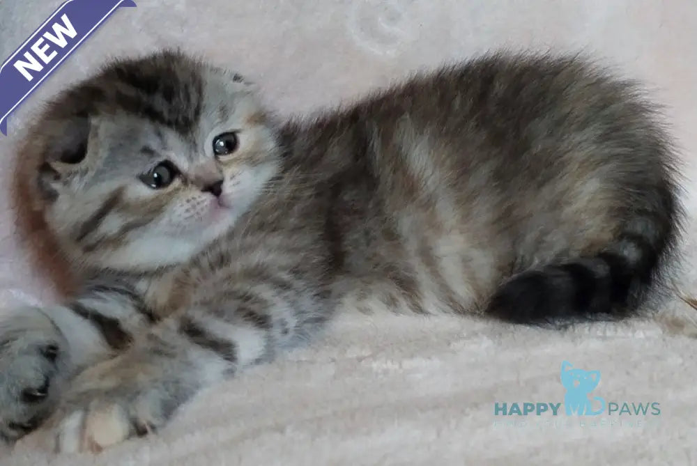 Illary Scottish Fold female black spotted tabby live animals
