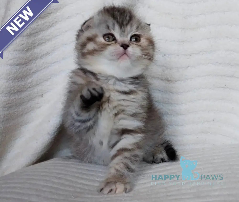 Illary Scottish Fold female black spotted tabby live animals