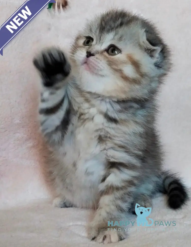 Illary Scottish Fold female black spotted tabby live animals
