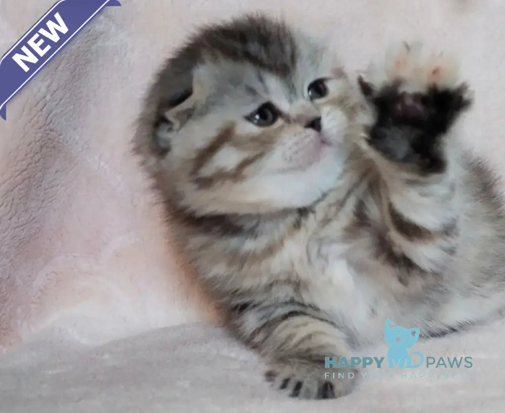 Illary Scottish Fold female black spotted tabby live animals