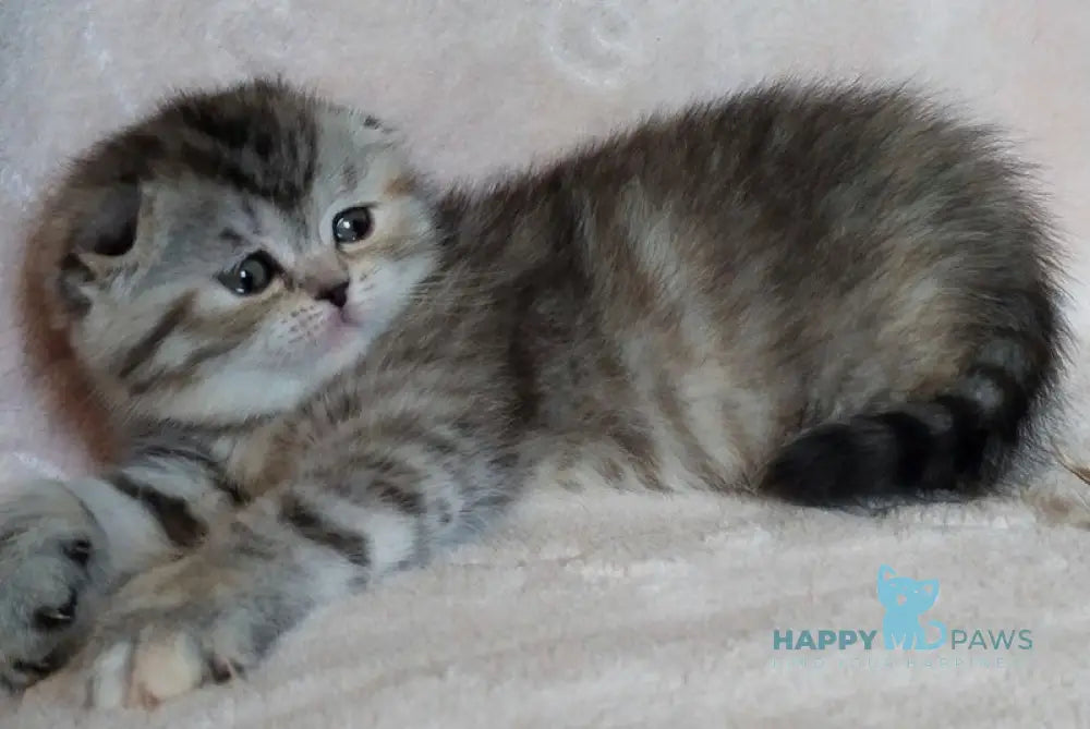 Illary Scottish Fold female black spotted tabby live animals