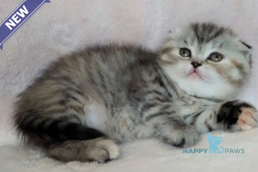 Illary Scottish Fold female black spotted tabby live animals