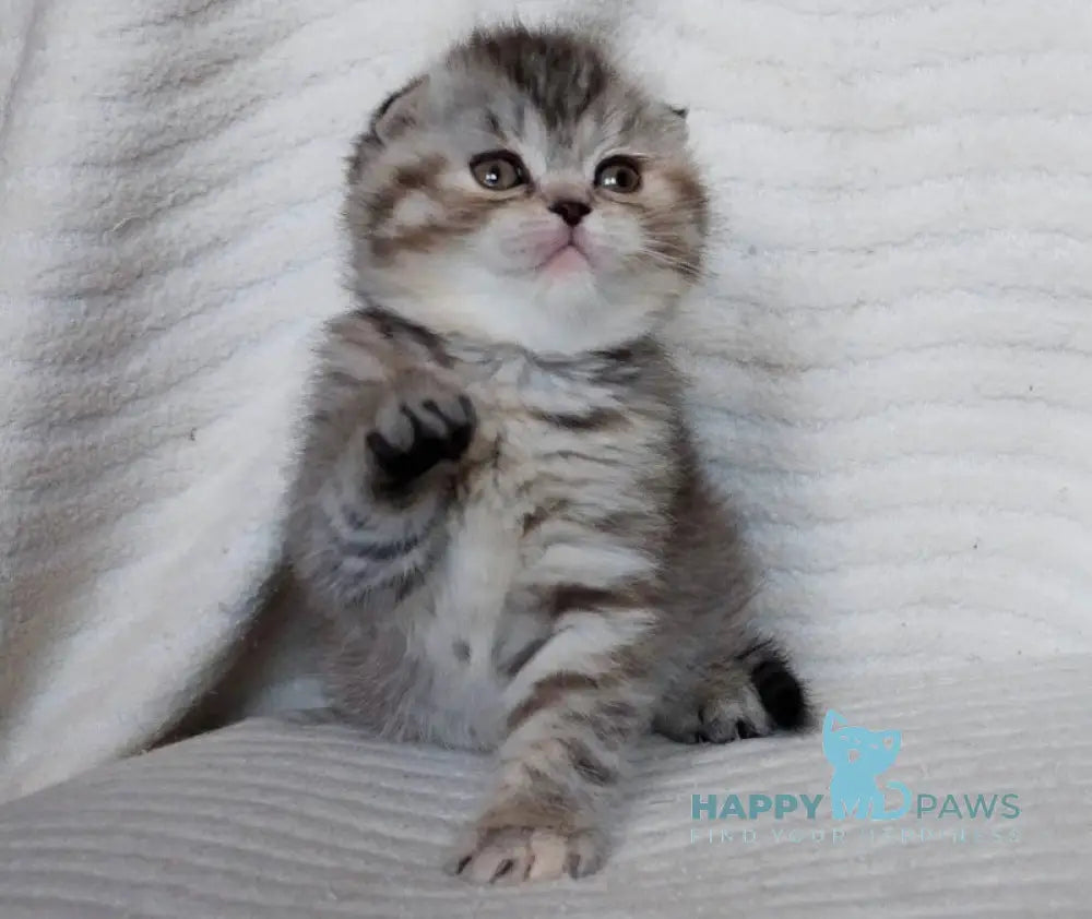 Illary Scottish Fold female black spotted tabby live animals