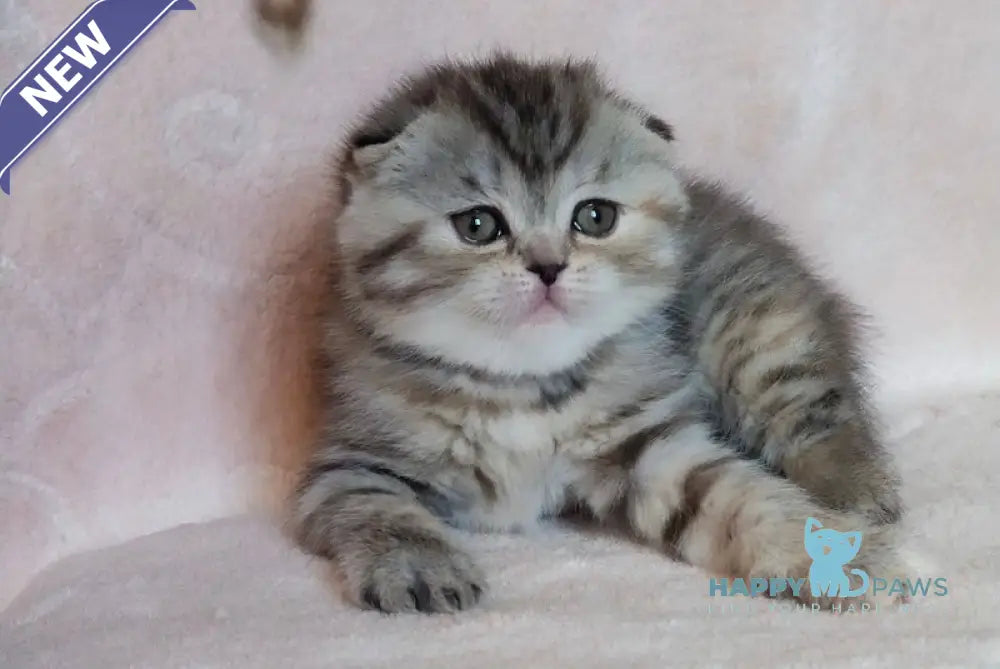Illary Scottish Fold female black spotted tabby live animals