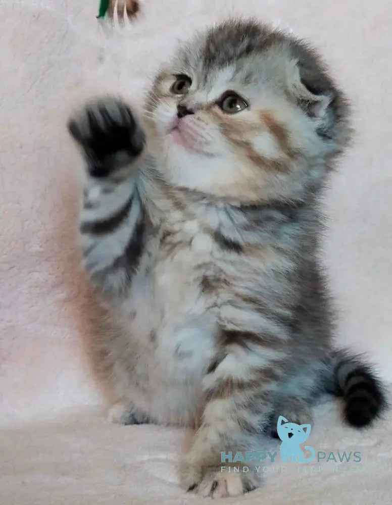 Illary Scottish Fold female black spotted tabby live animals