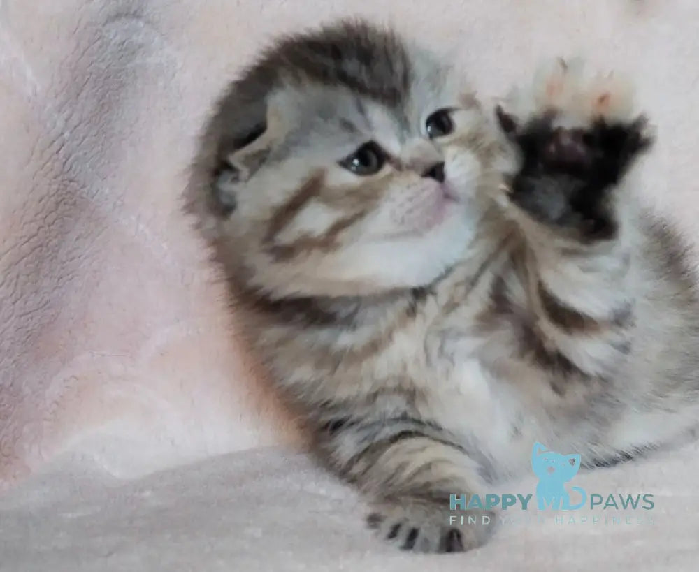 Illary Scottish Fold female black spotted tabby live animals