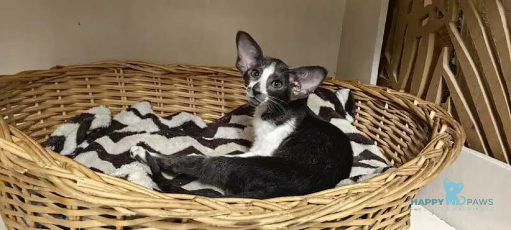 Illusia Oriental Shorthair female blue bicolour live animals