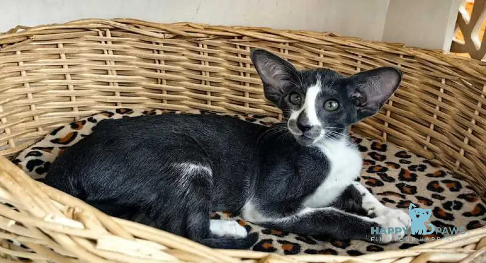 Illusia Oriental Shorthair female blue bicolour live animals