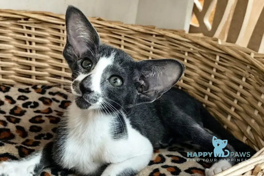 Illusia Oriental Shorthair female blue bicolour live animals