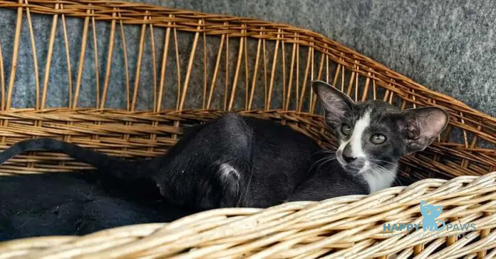 Illusia Oriental Shorthair female blue bicolour live animals