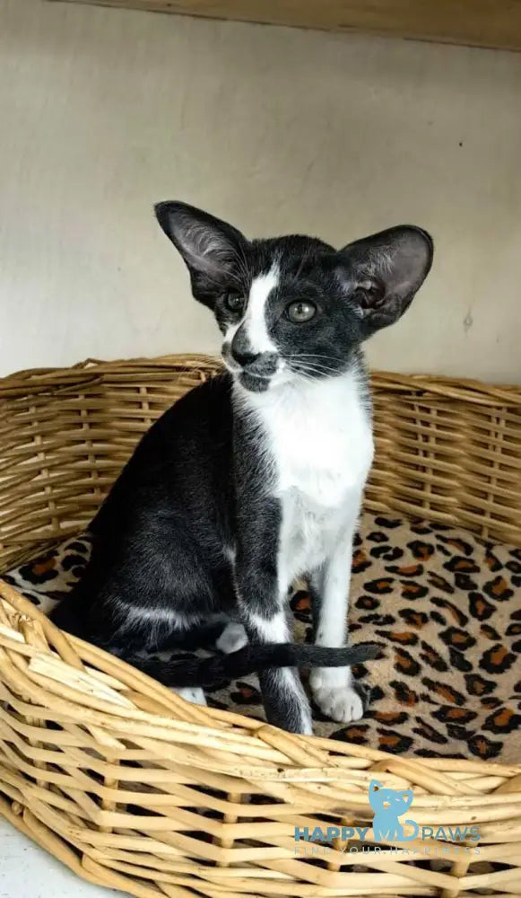 Illusia Oriental Shorthair female blue bicolour live animals