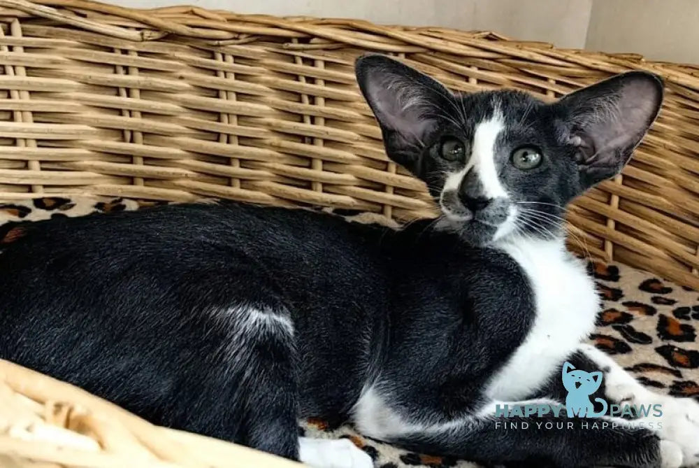Illusia Oriental Shorthair female blue bicolour live animals