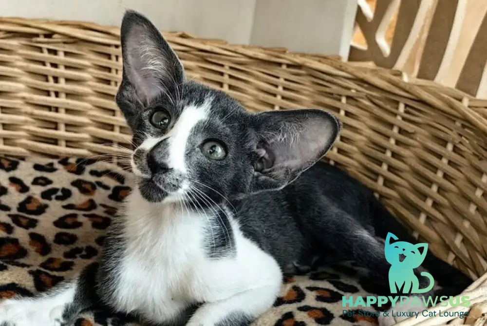 Illusia Oriental Shorthair female blue bicolour live animals