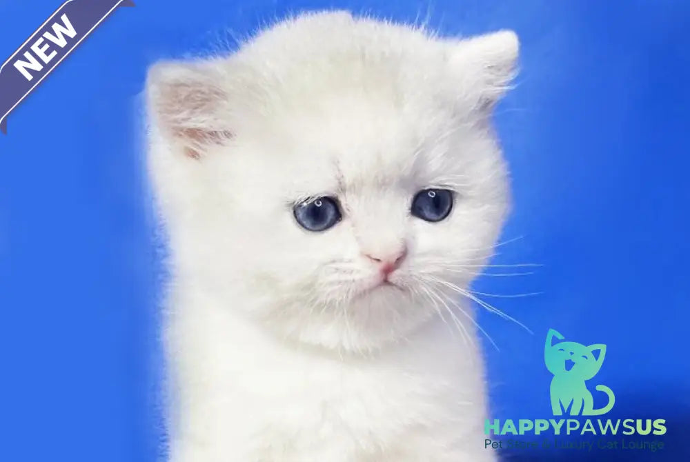 Ilonia British Shorthair female blue golden shaded - live animals
