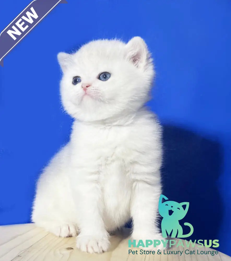 Ilonia British Shorthair female blue golden shaded - live animals