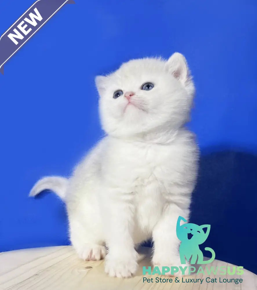 Ilonia British Shorthair female blue golden shaded - live animals