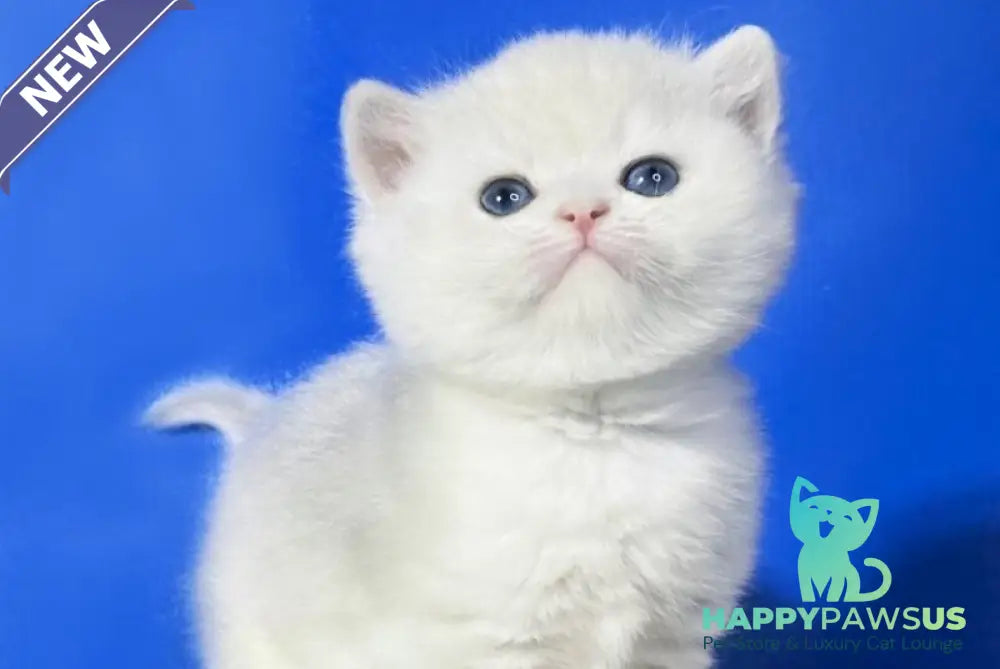Ilonia British Shorthair female blue golden shaded - live animals