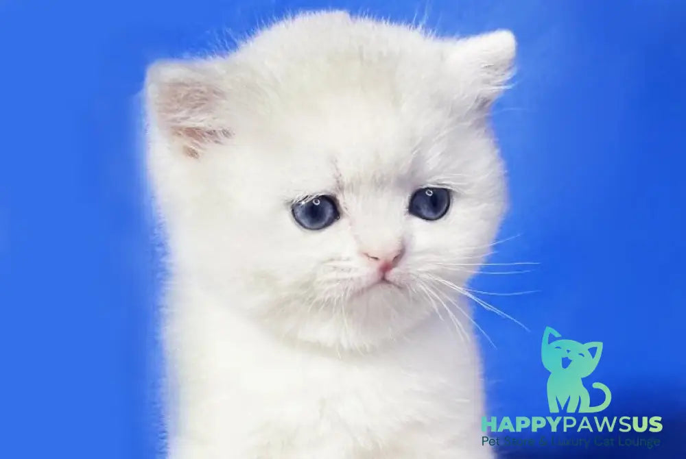 Ilonia British Shorthair female blue golden shaded - live animals
