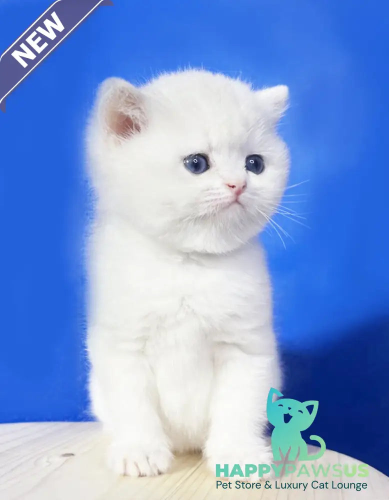 Ilonia British Shorthair female blue golden shaded - live animals
