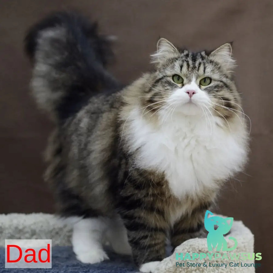 Ilusion Siberian male black spotted tabby - live animals