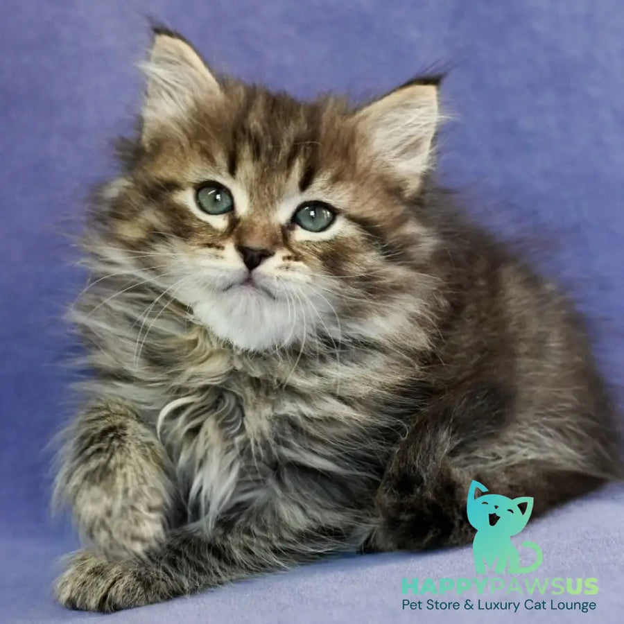 Ilusion Siberian male black spotted tabby - live animals