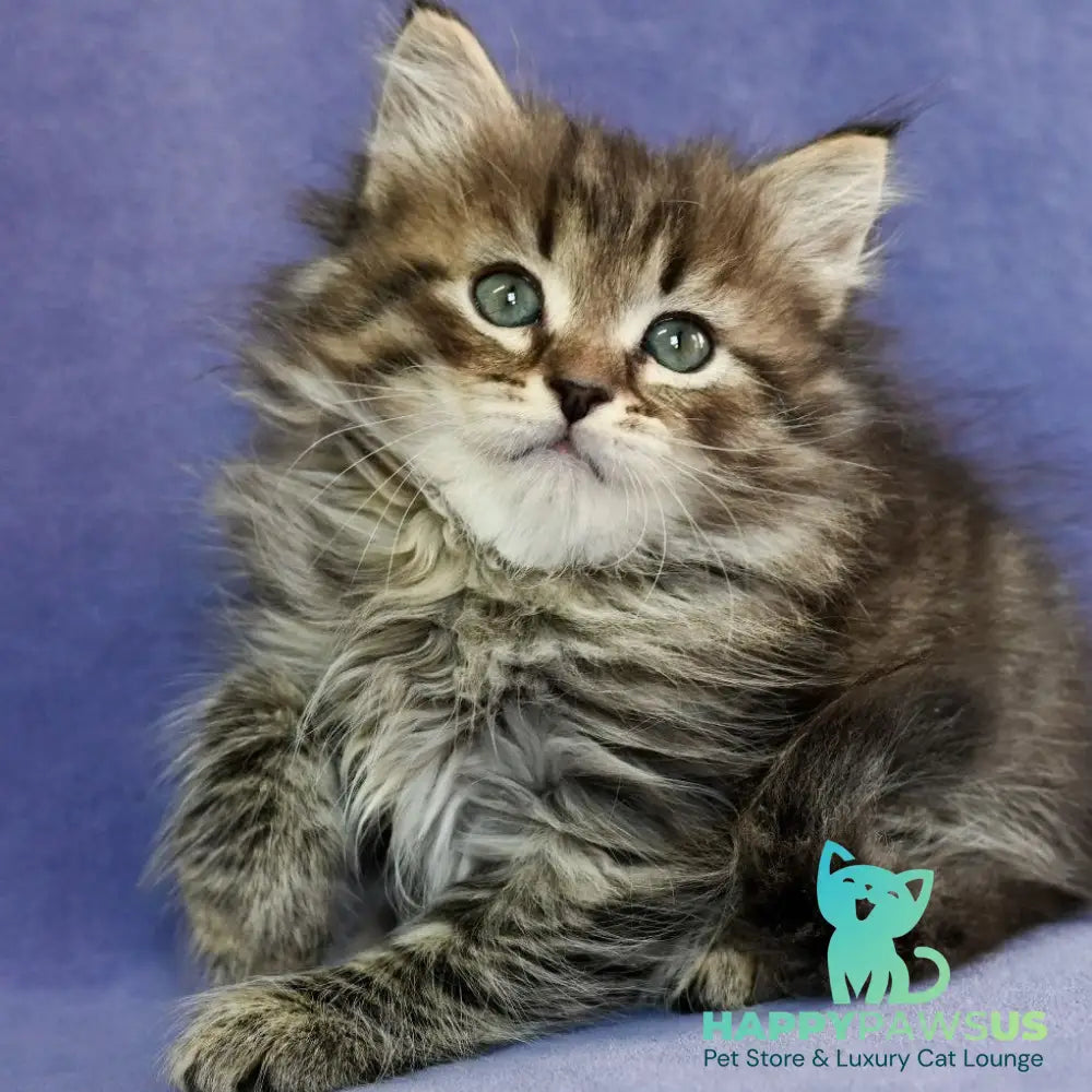 Ilusion Siberian male black spotted tabby - live animals