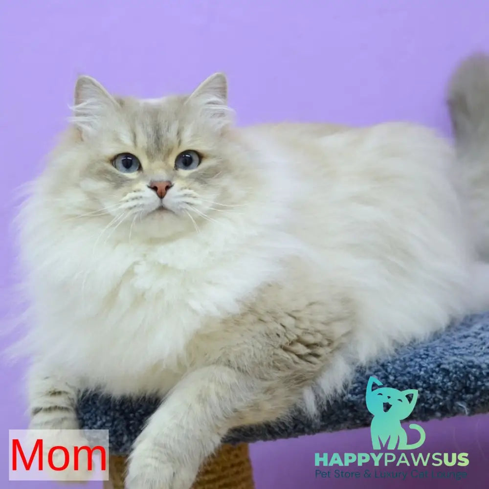 Ilusion Siberian male black spotted tabby - live animals