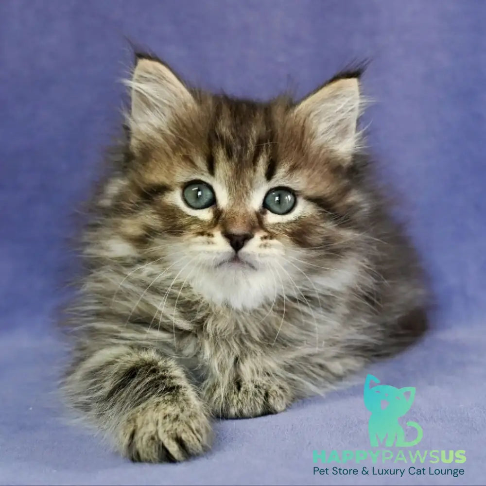 Ilusion Siberian male black spotted tabby - live animals