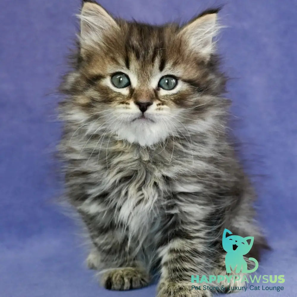 Ilusion Siberian male black spotted tabby - live animals