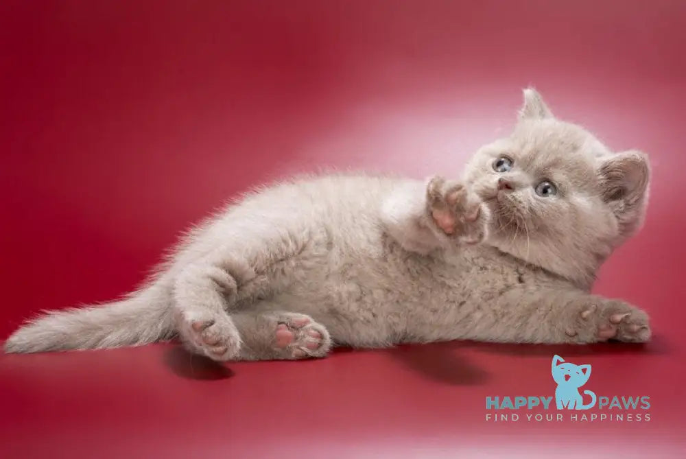 Ilya British Shorthair male lilac live animals