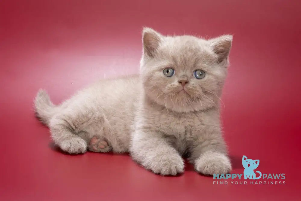 Ilya British Shorthair male lilac live animals