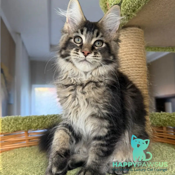 Ilyusha Maine Coon male black tabby - live animals