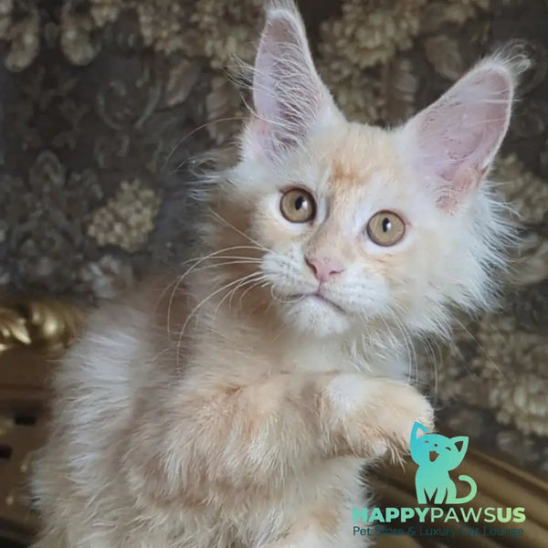 Ilyusha Maine Coon male cream silver tabby - live animals
