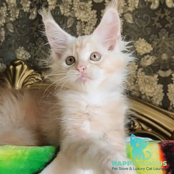 Ilyusha Maine Coon male cream silver tabby - live animals