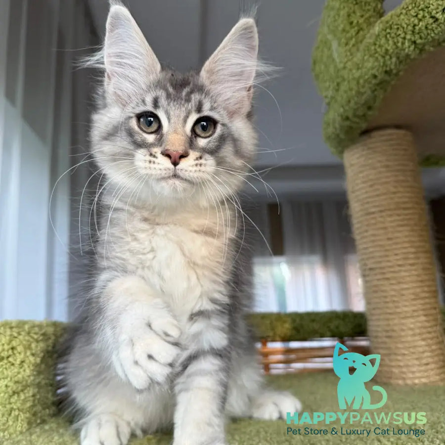 Image Maine Coon male blue silver ticked tabby - live animals
