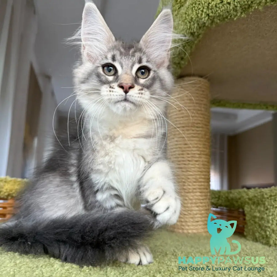 Image Maine Coon male blue silver ticked tabby - live animals