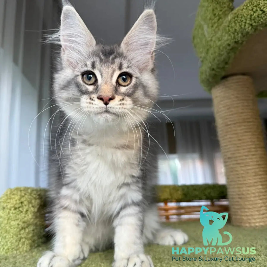 Image Maine Coon male blue silver ticked tabby - live animals