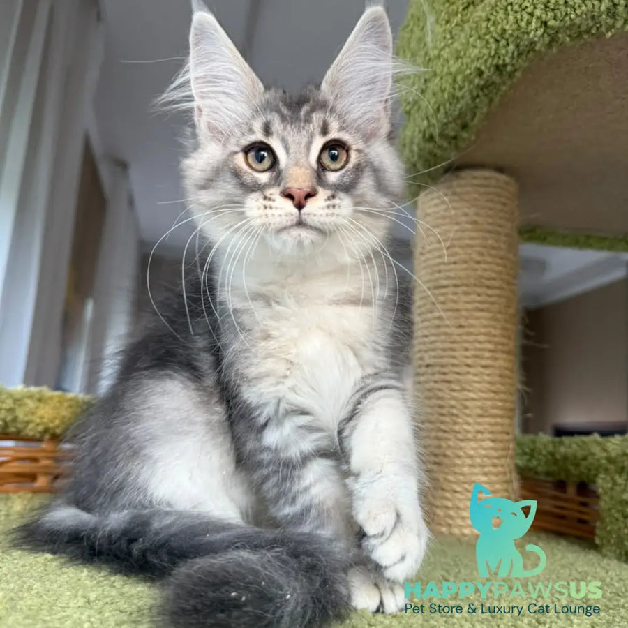 Image Maine Coon male blue silver ticked tabby - live animals