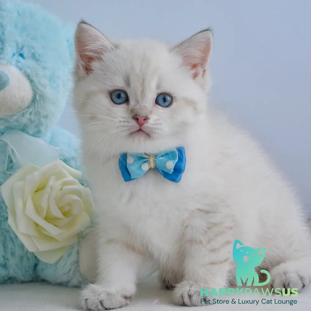 Iman British Shorthair male black golden tabby pointed - live animals