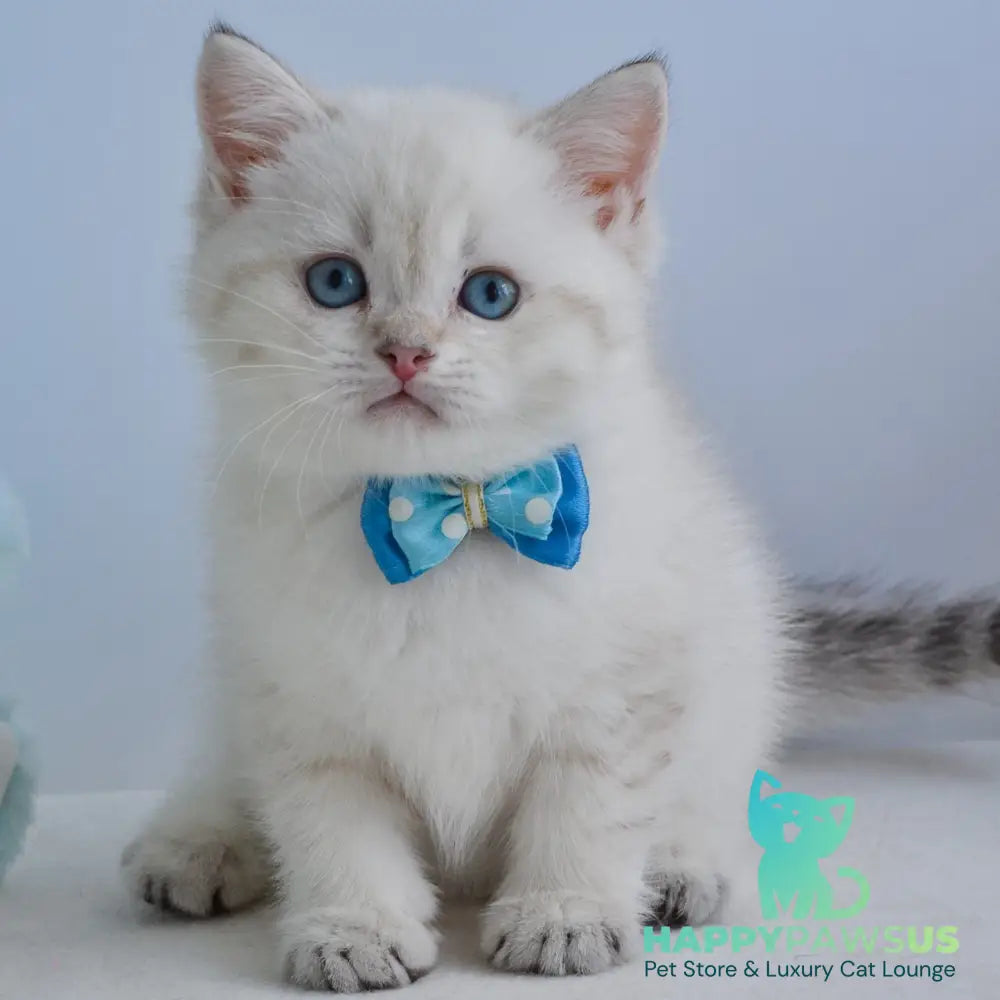 Iman British Shorthair male black golden tabby pointed - live animals